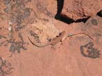 Lizzard