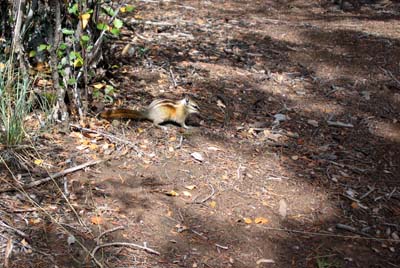 Chipmunk