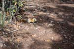 Chipmunk