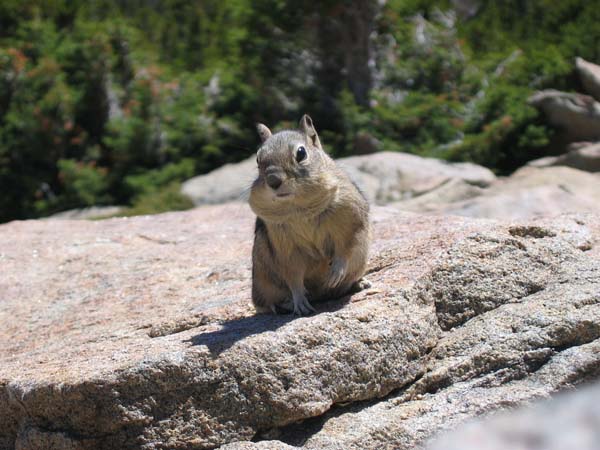 Chipmunk