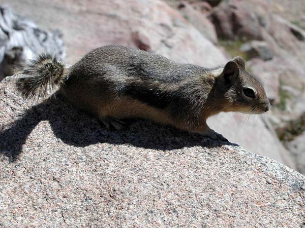 Chipmunk