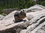 Chipmunk