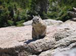 Chipmunk