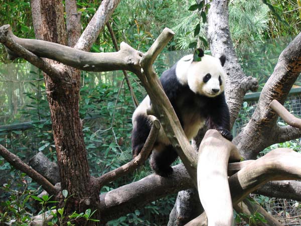 Panda-B&auml;r