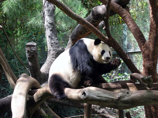 Panda-B&auml;r