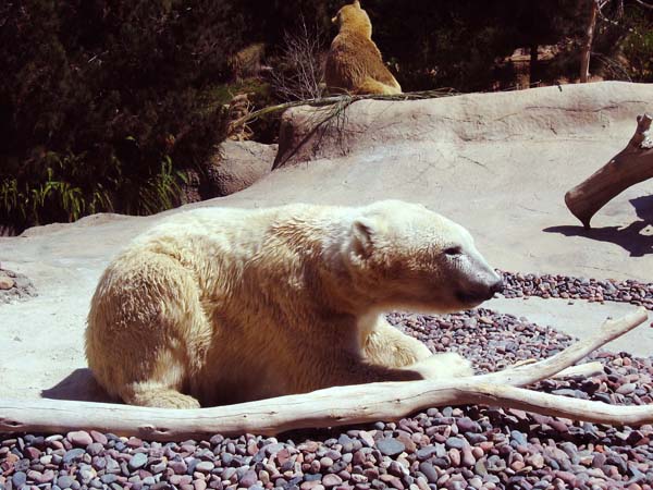Eisb&auml;r
