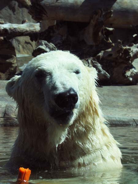 Eisb&auml;r