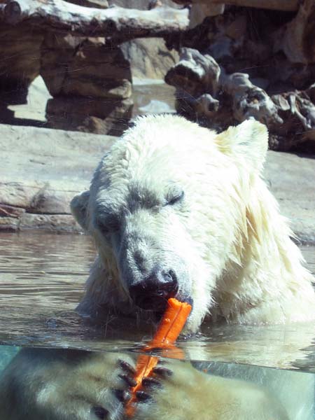 Eisb&auml;r