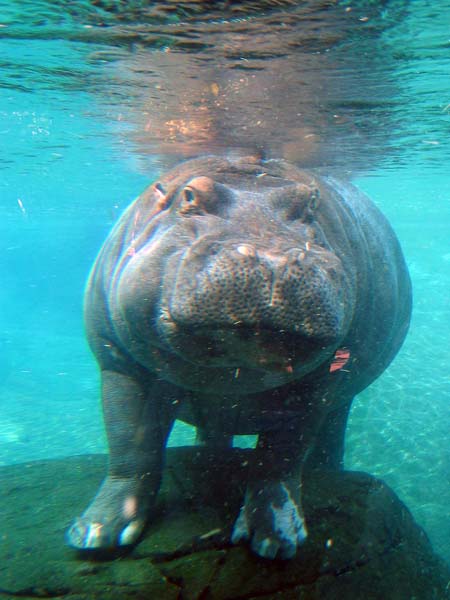 Nilpferd