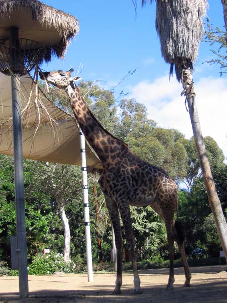 Giraffe