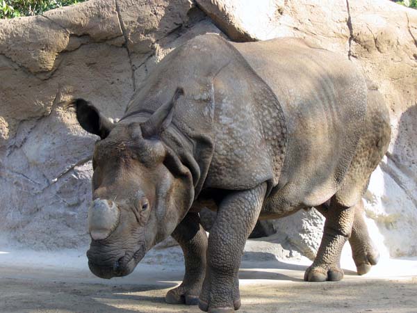 Nashorn