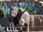Elefant