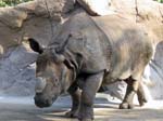 Nashorn