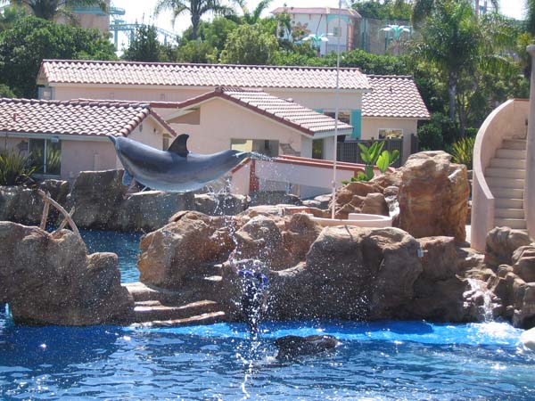 Delphin