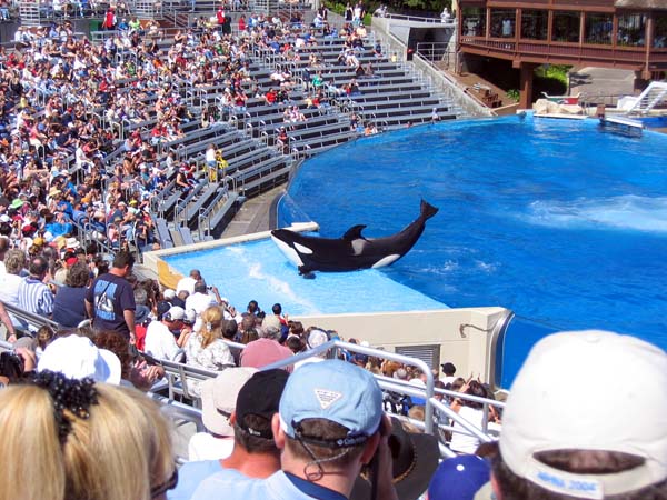 Orca