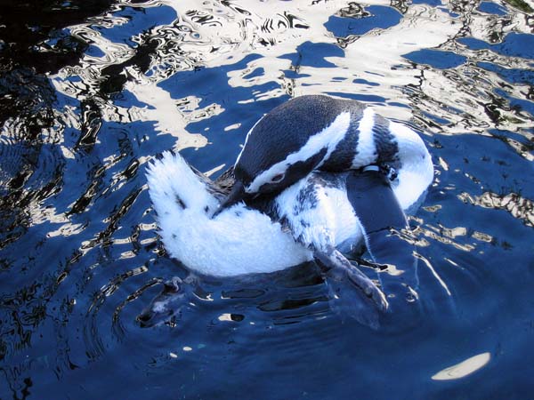 Pinguin