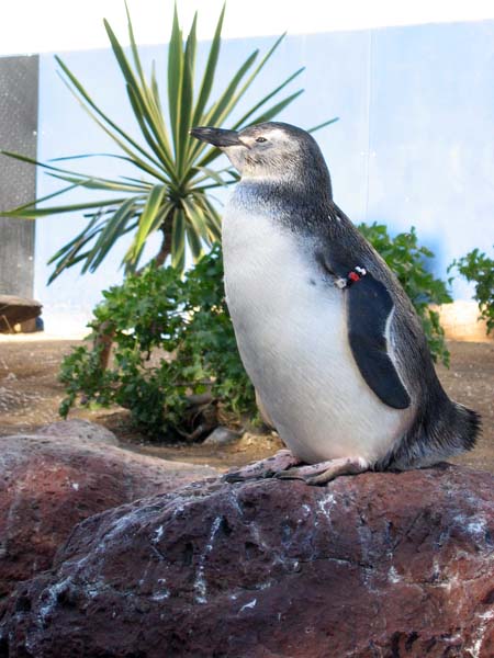 Pinguin