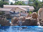 Delphin