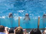 Hier gehts zu den Pics aus Sea World