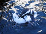 Pinguin