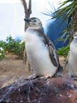 Pinguin