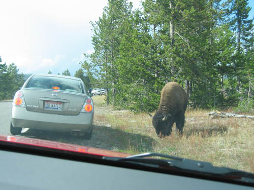 Bison