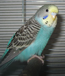 Sunny